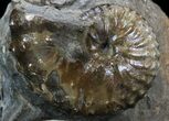 Discoscaphites & Sphenodiscus Ammonites - South Dakota #34165-1